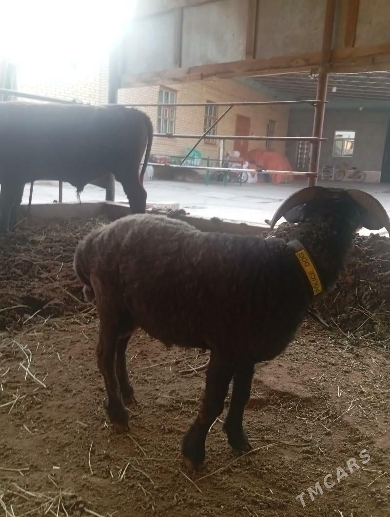 koçkar - Туркменабат - img 3