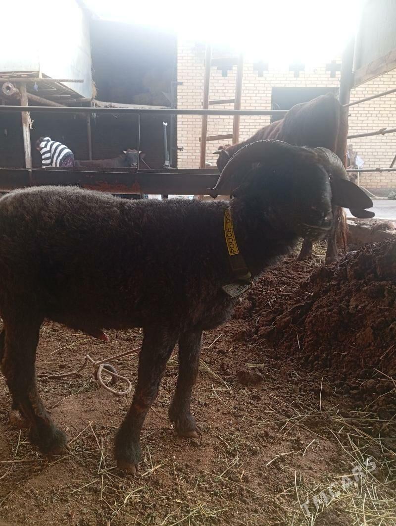 koçkar - Туркменабат - img 2