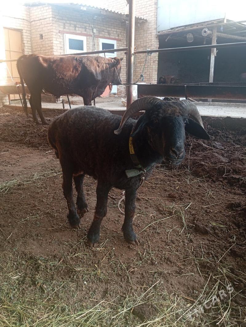 koçkar - Туркменабат - img 4