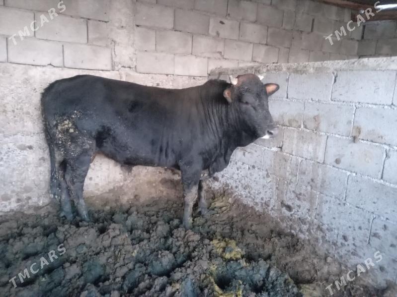 Öküz - Ашхабад - img 2