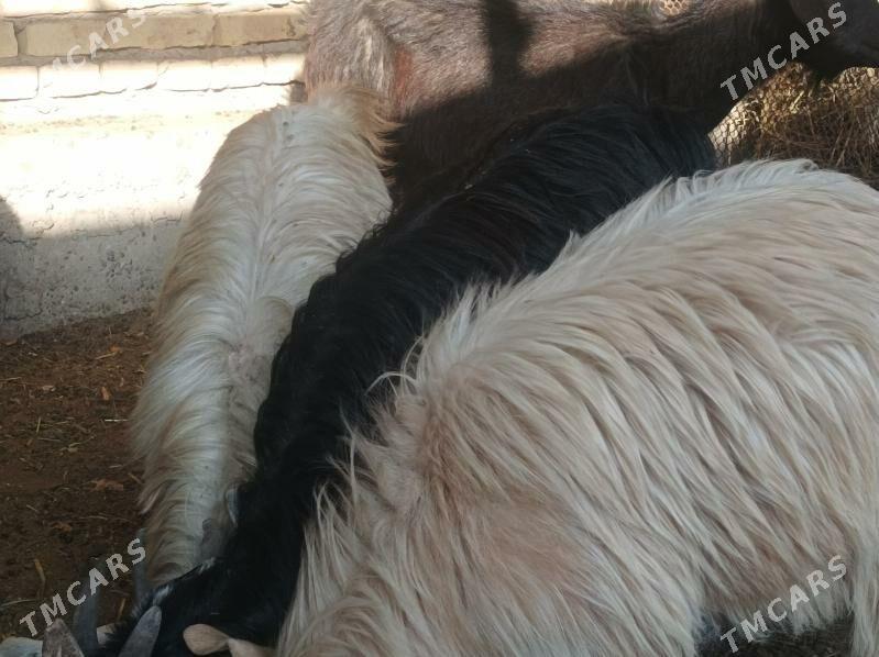 seke - Dänew - img 5