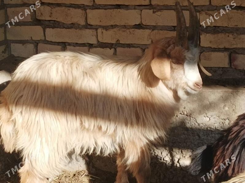 seke - Dänew - img 6