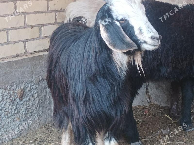 seke - Dänew - img 1