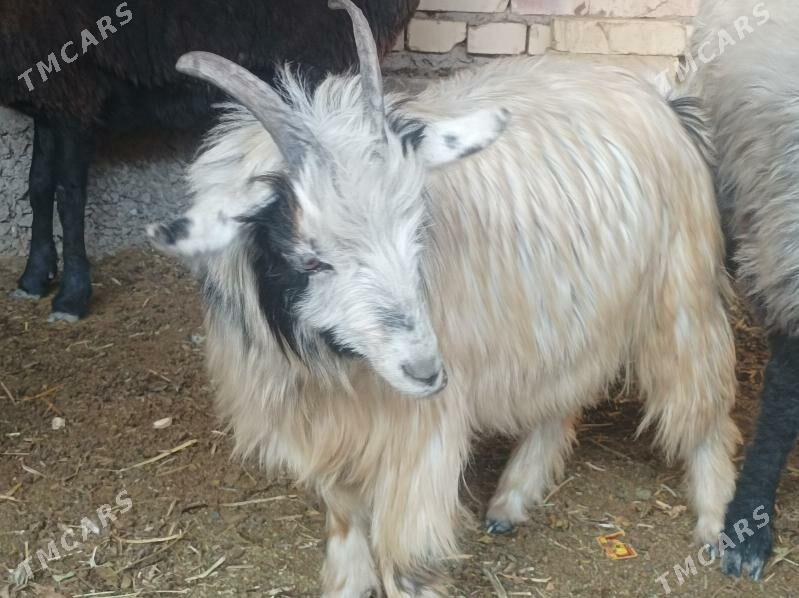 seke - Dänew - img 2