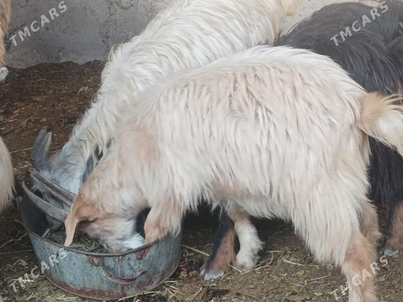 seke - Dänew - img 4