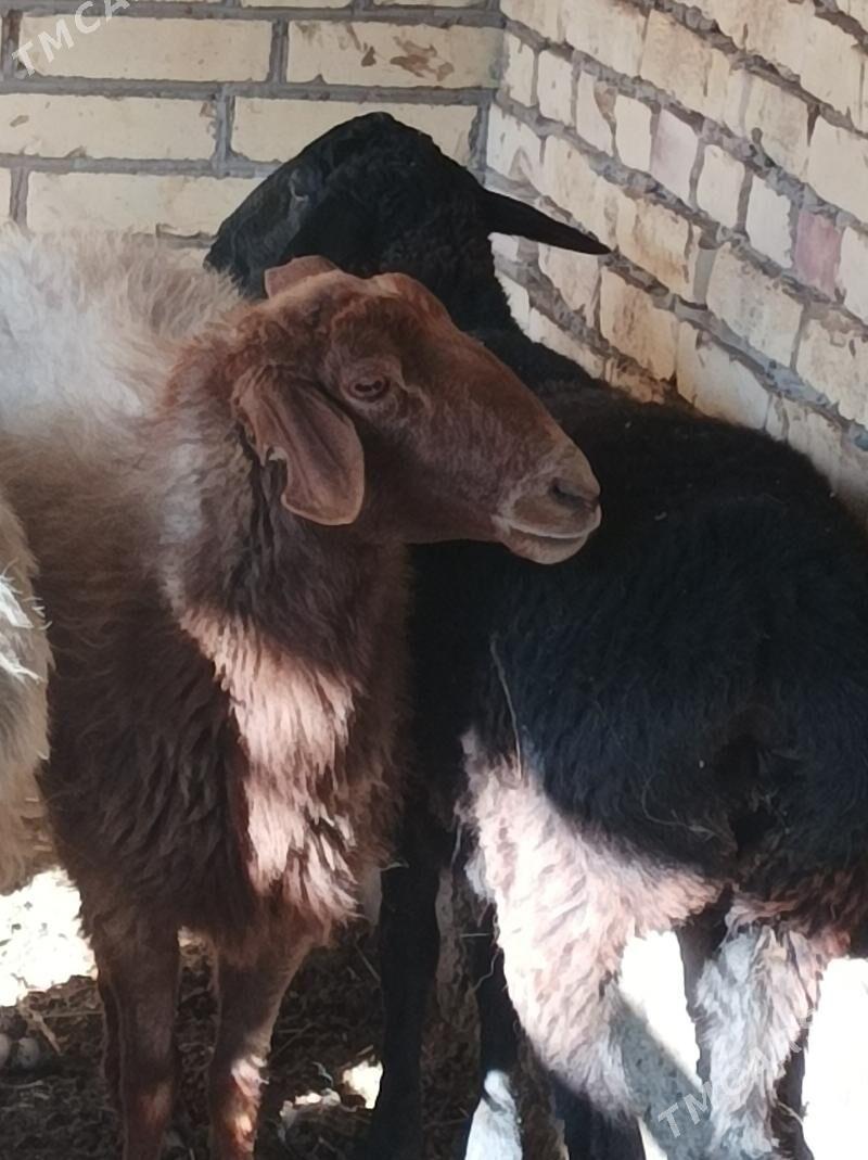 koy  tokly - Dänew - img 4