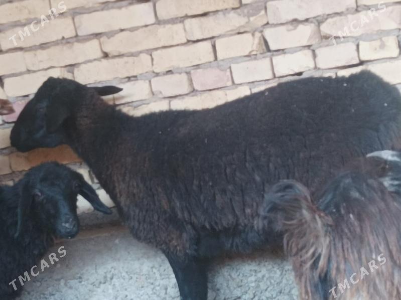 koy  tokly - Dänew - img 3