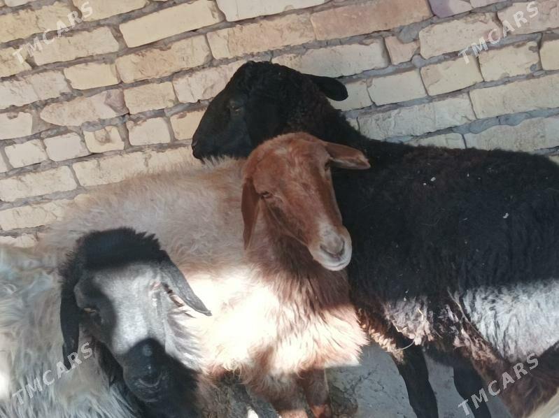 koy  tokly - Dänew - img 7