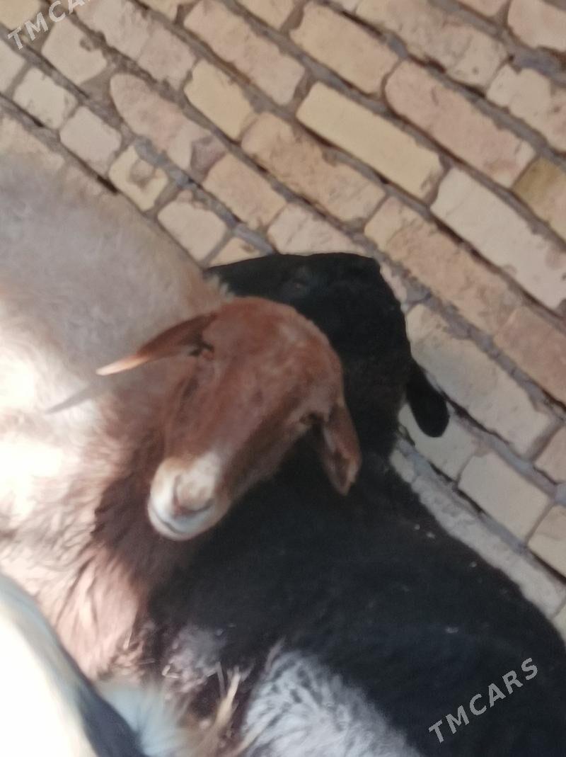 koy  tokly - Dänew - img 6