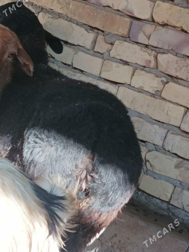 koy  tokly - Dänew - img 5