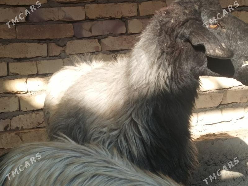 koy  tokly - Dänew - img 2