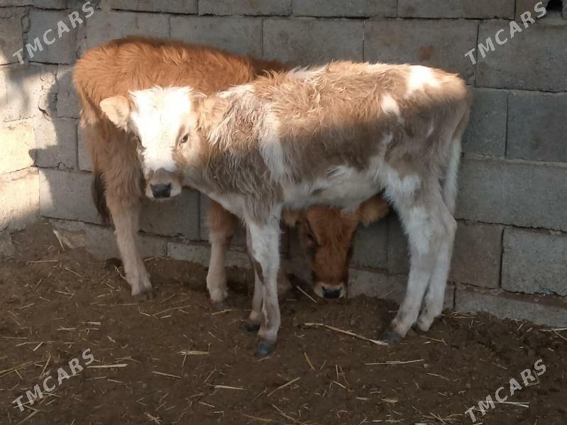 öküzçe we tüwe - Гызыларбат - img 2