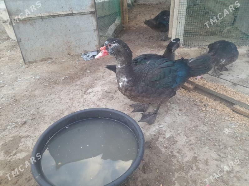 Ördek - Гызыларбат - img 3