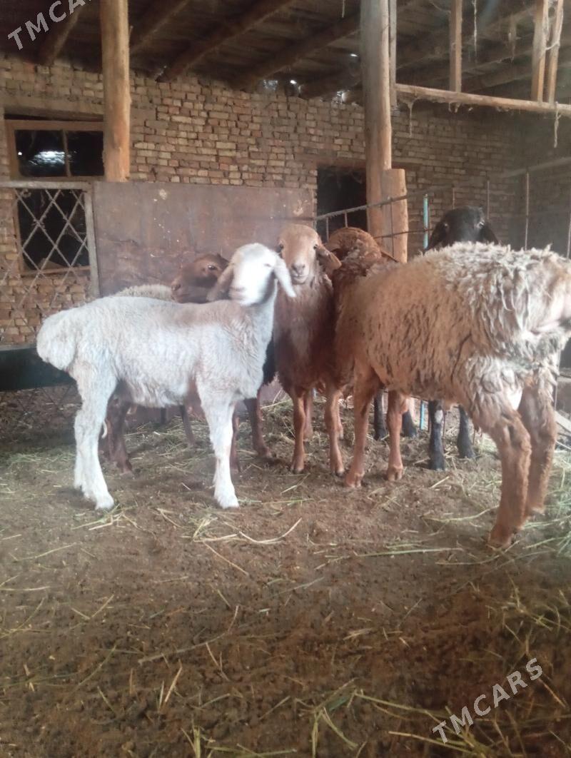 koçkarlar - Türkmenabat - img 3