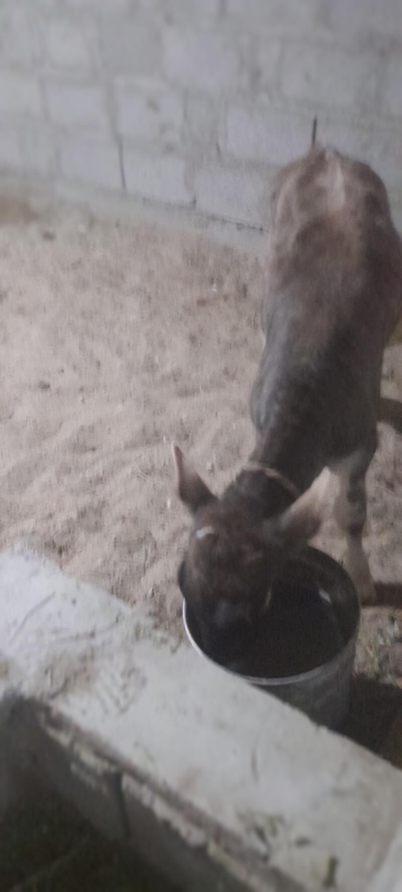 golely sygyr - Балканабат - img 5