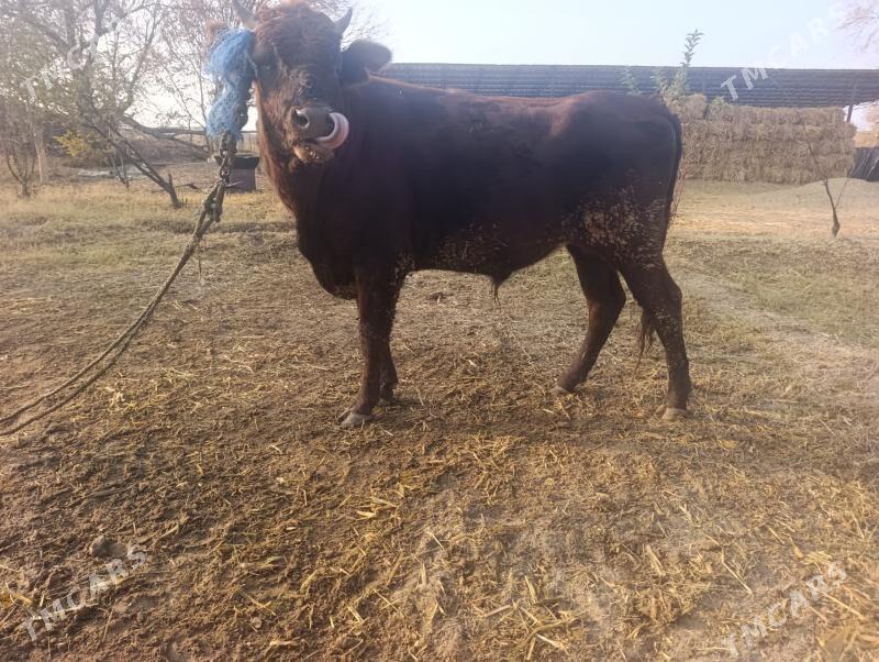 Samiz okuz - Dänew - img 2