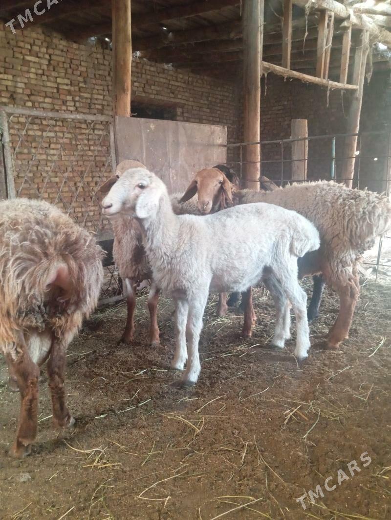 koçkarlar - Türkmenabat - img 1