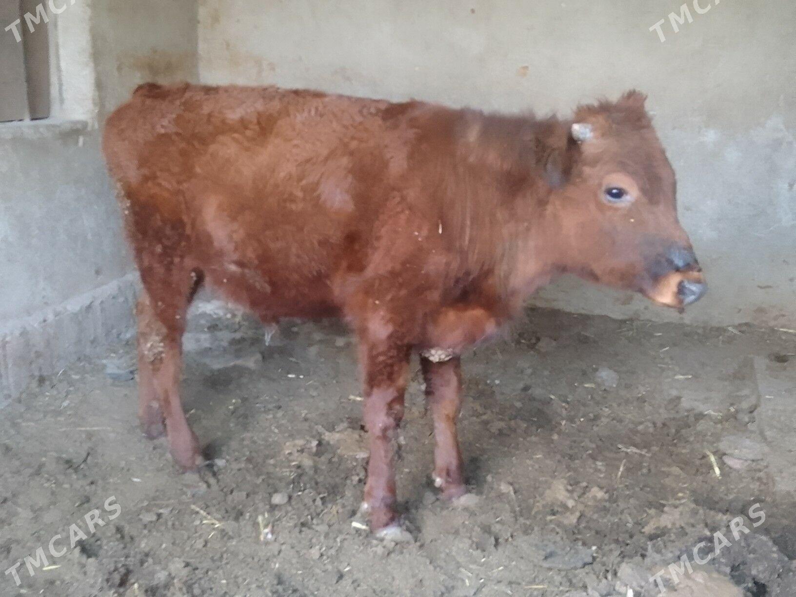 okuz - Багир - img 2