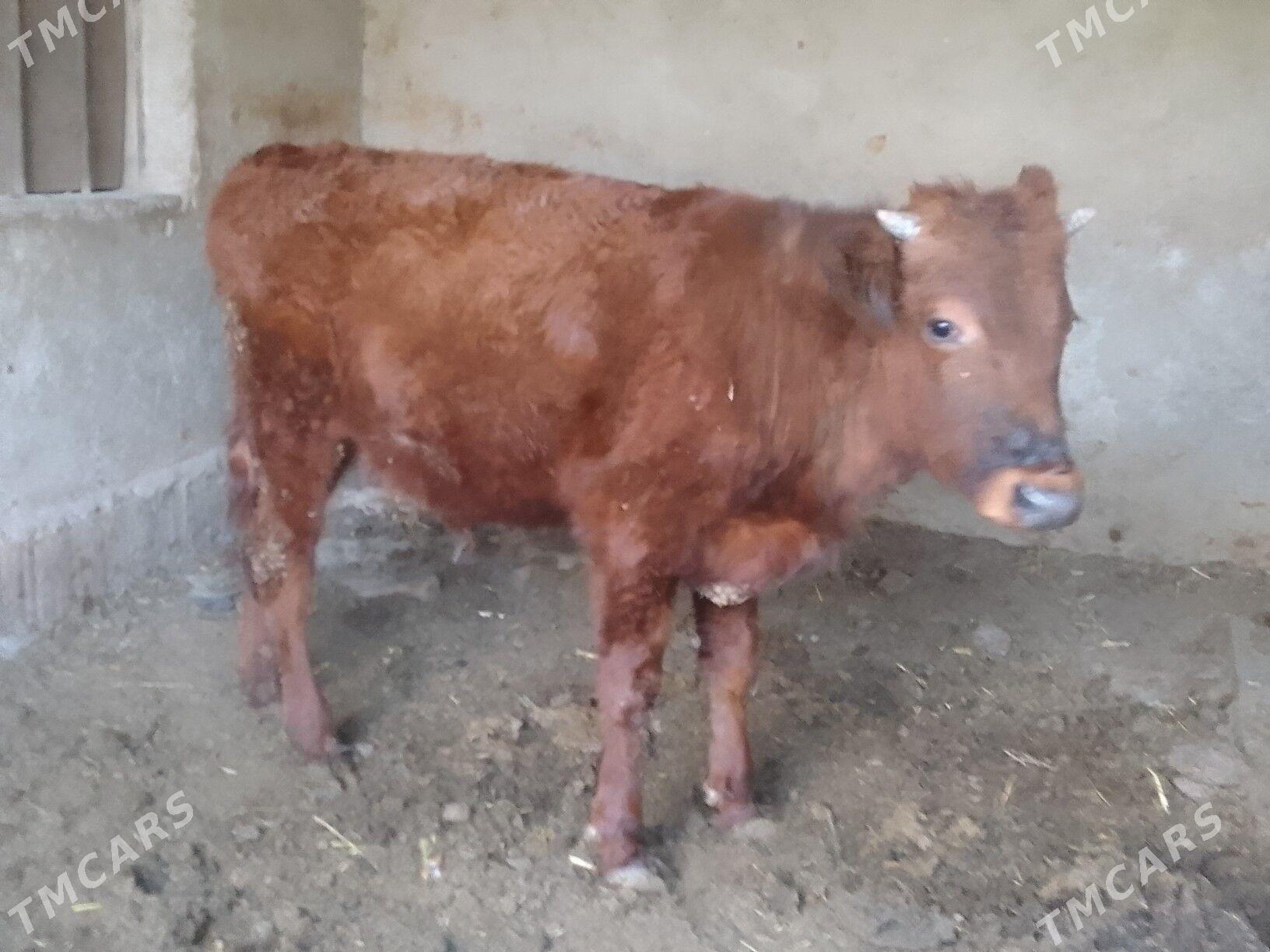 okuz - Багир - img 1