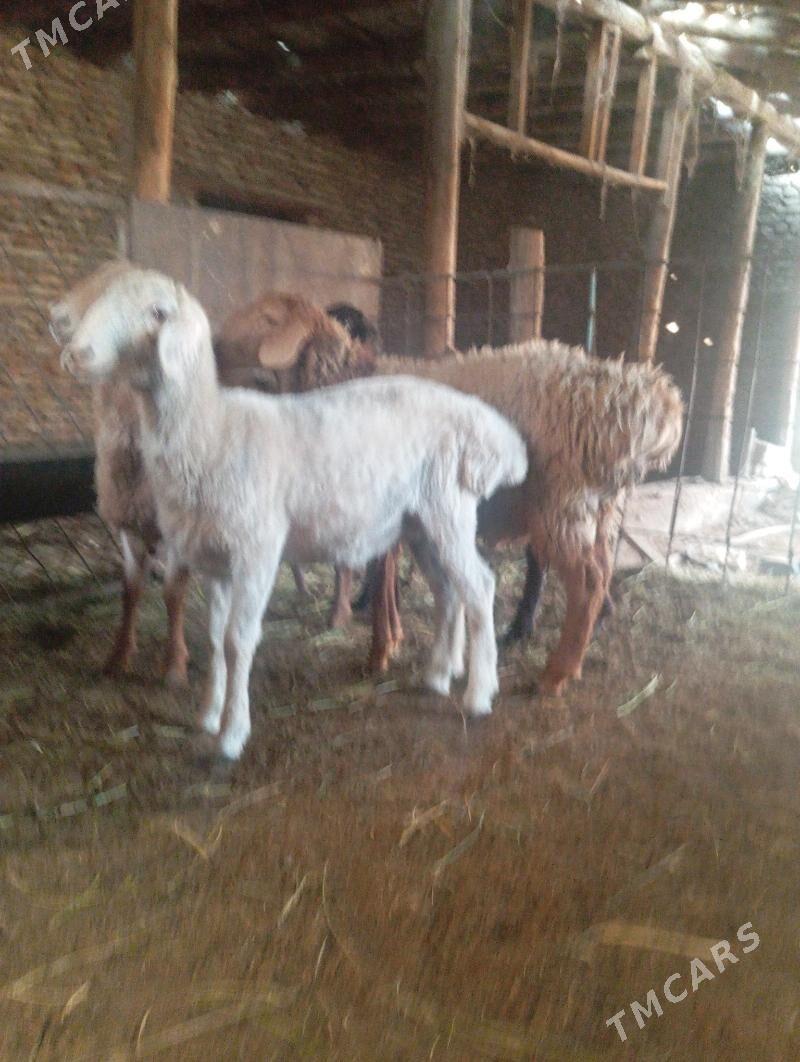 koçkarlar - Türkmenabat - img 4