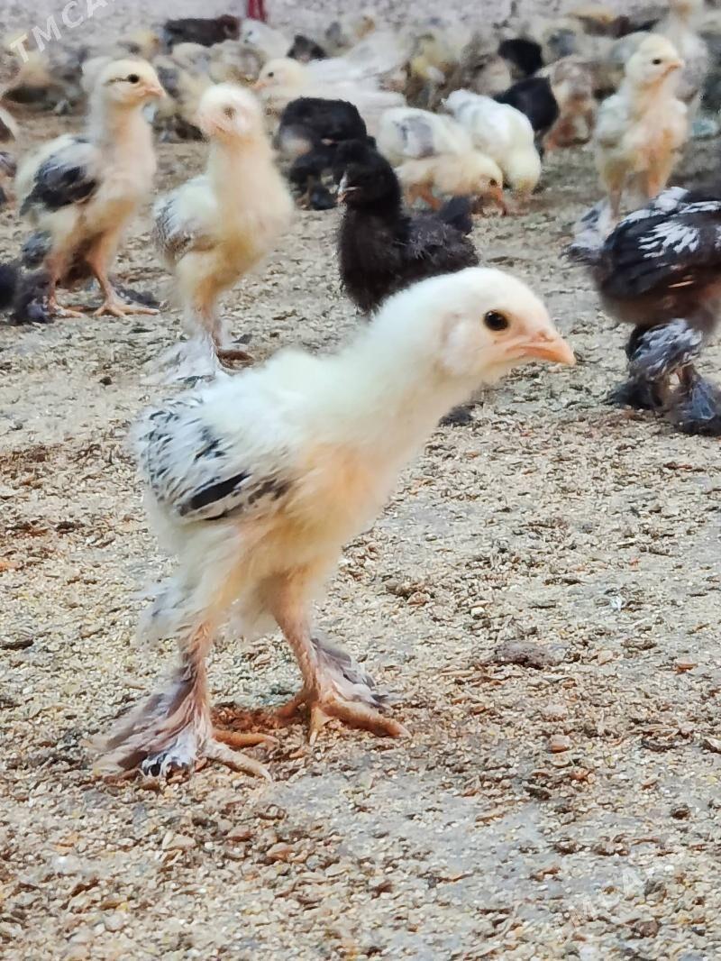 balgar juyje - Änew - img 5