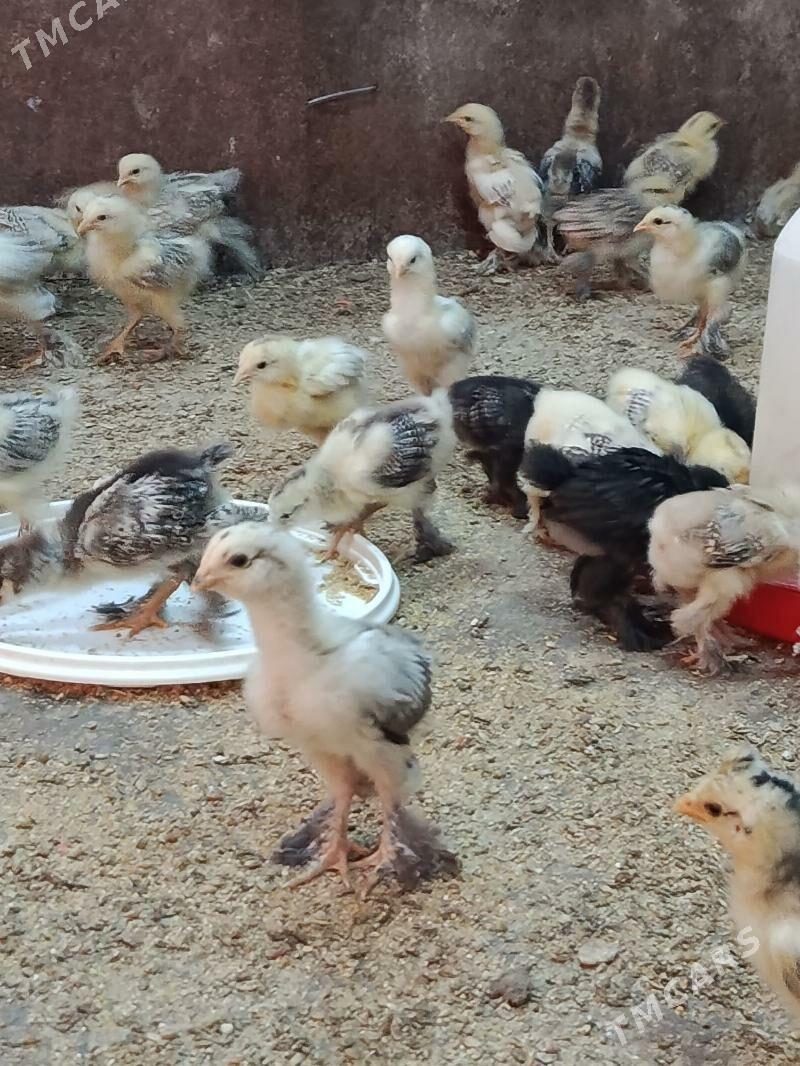 balgar juyje - Änew - img 3