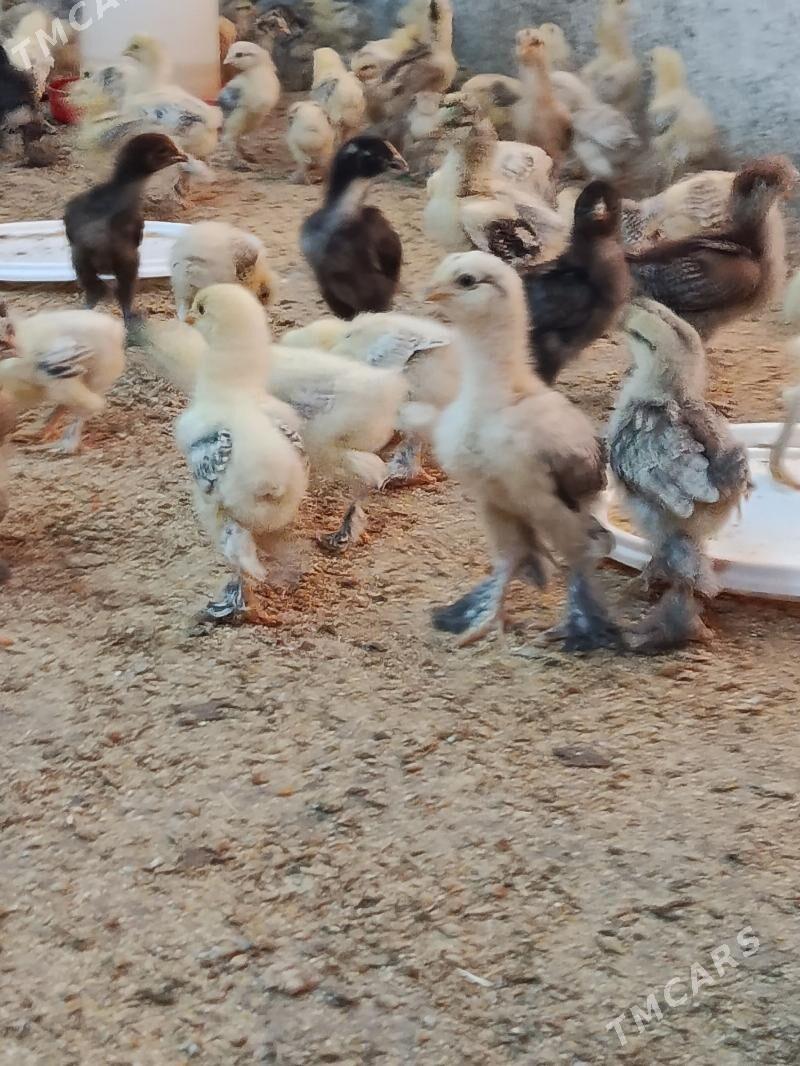 balgar juyje - Änew - img 4