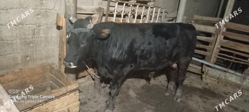 okuz bakylan - Gökdepe - img 1