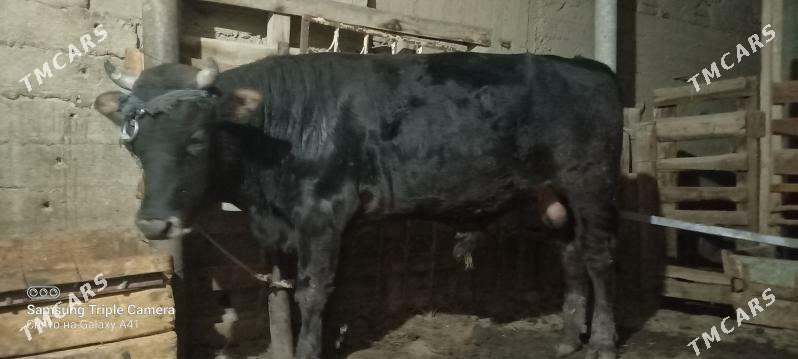 okuz bakylan - Gökdepe - img 2