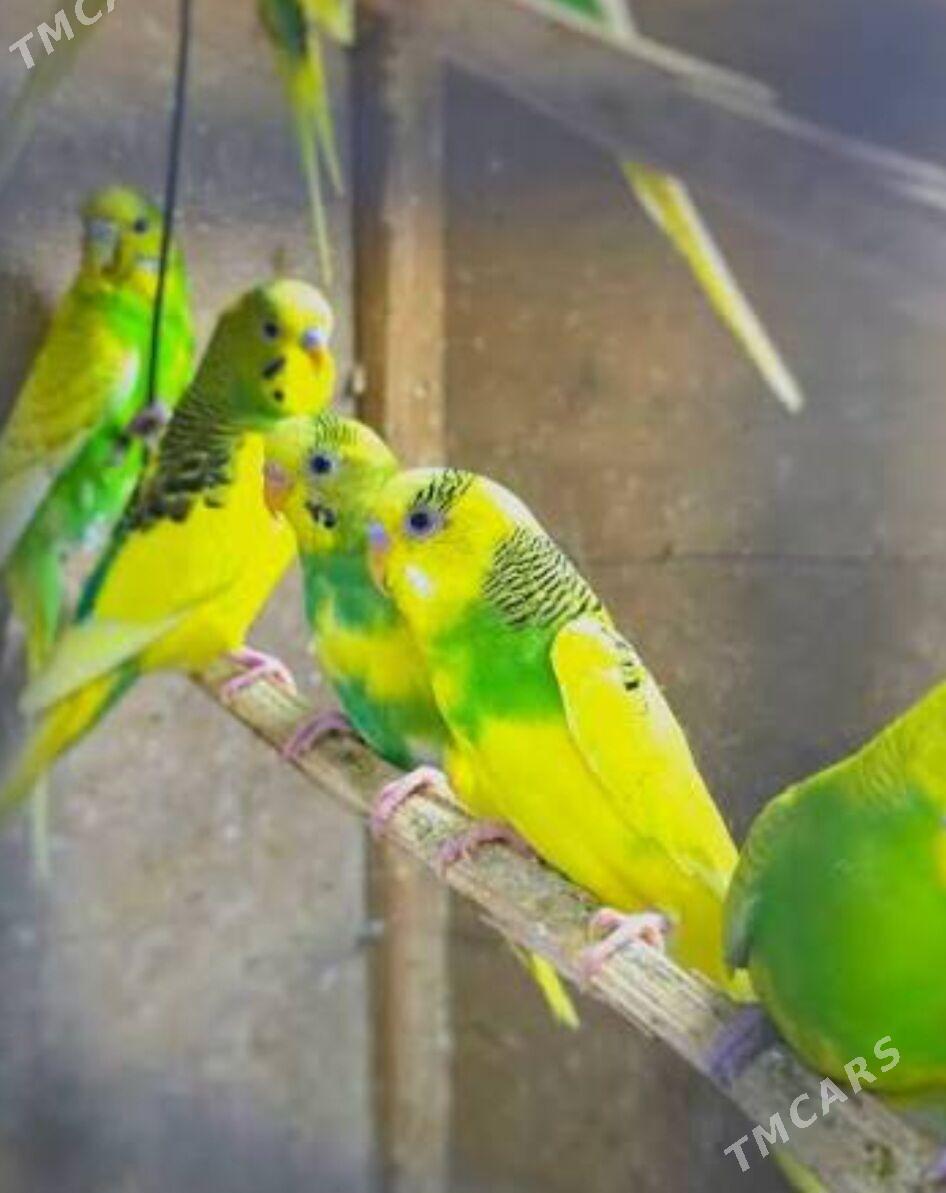 popugay gua gus - Aşgabat - img 4