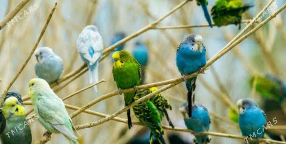 popugay gua gus - Aşgabat - img 3