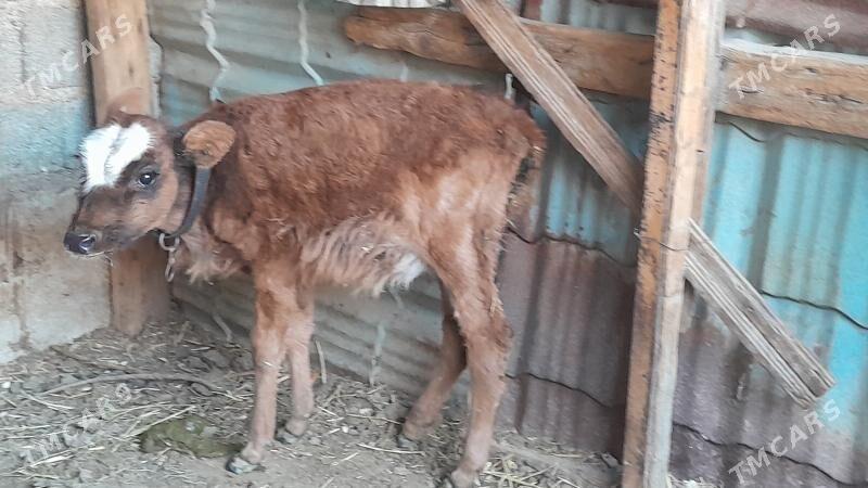 tuwe gole - Ялкым - img 2