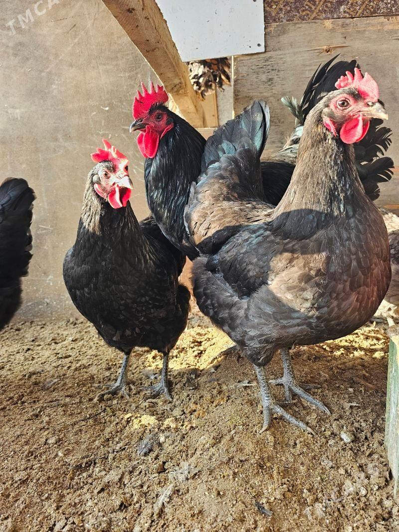 Jersi gigant - Aşgabat - img 1