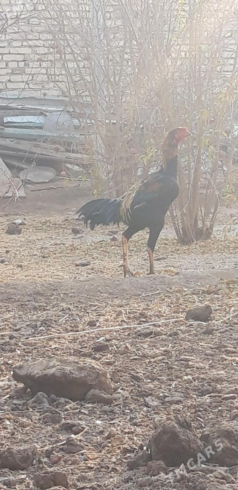 жуже - Чарджоу - img 1