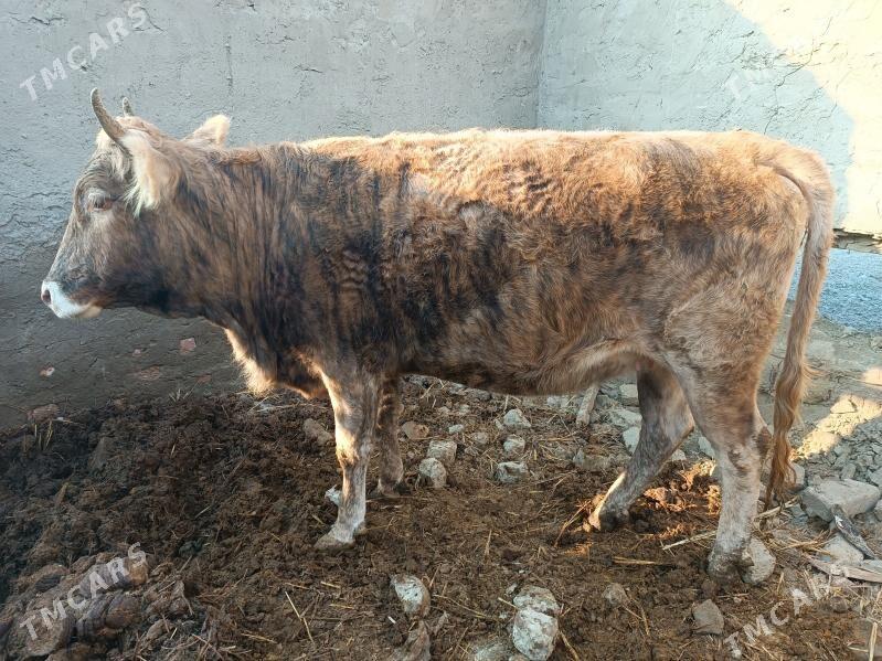 Bakylan Sygyr - Bäherden - img 1