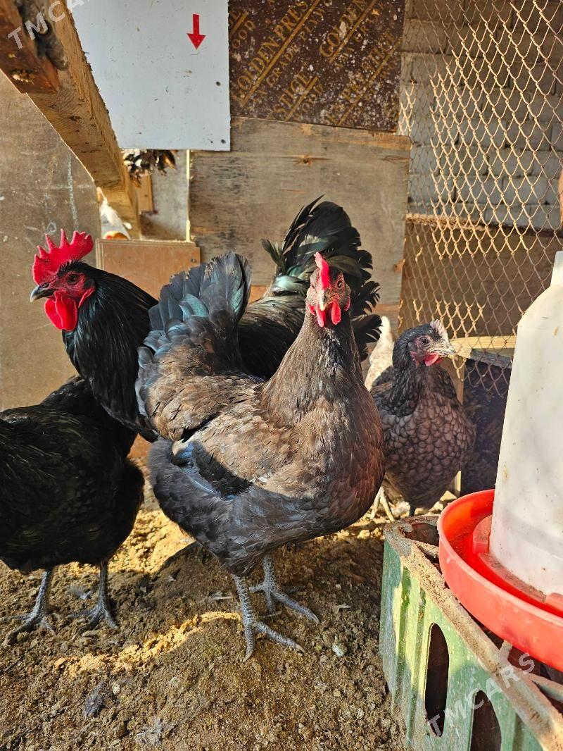 Jersi gigant - Aşgabat - img 2