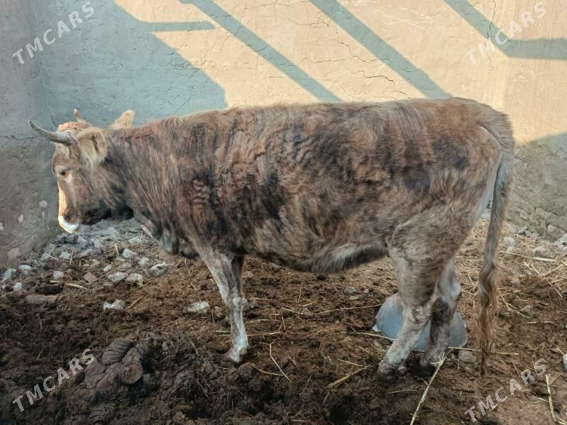 Bakylan Sygyr - Bäherden - img 2