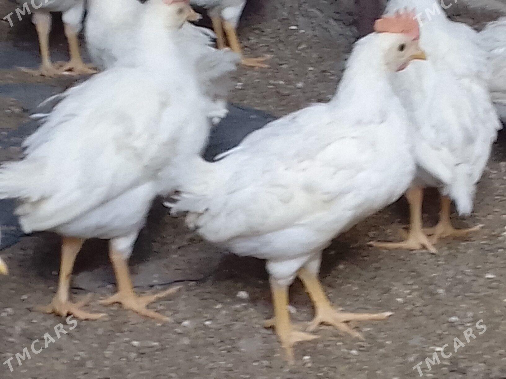 juyje elin - Багир - img 2