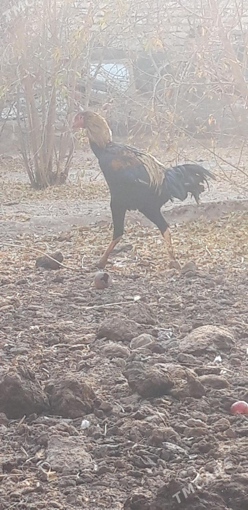 жуже - Чарджоу - img 3