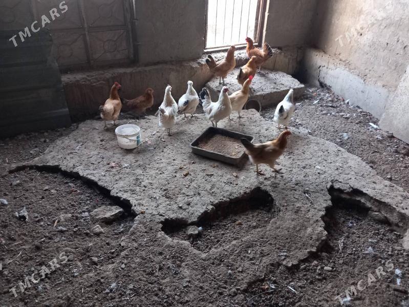 Towuk - Берекет - img 2