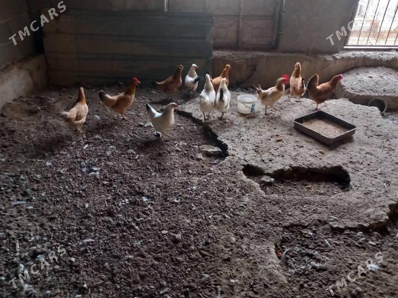 Towuk - Берекет - img 3