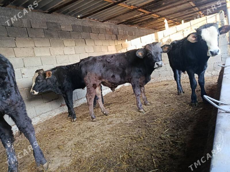 okuz ler - Бузмеин - img 2