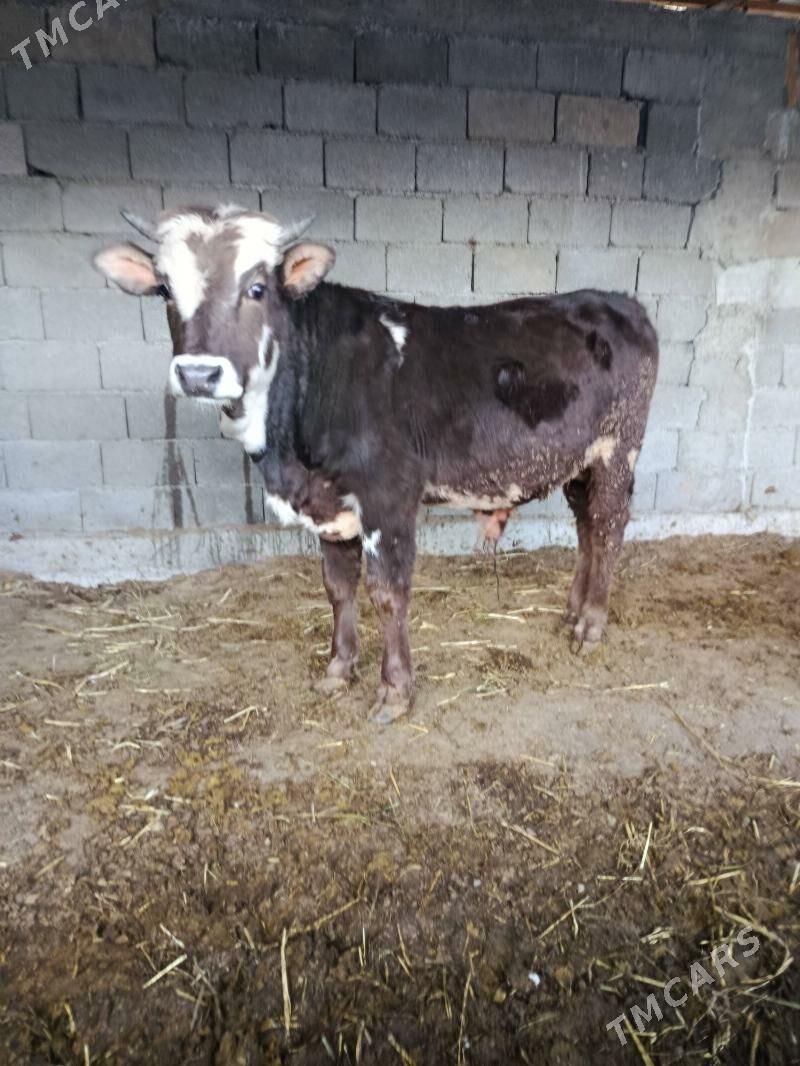 okuz ler - Бузмеин - img 4