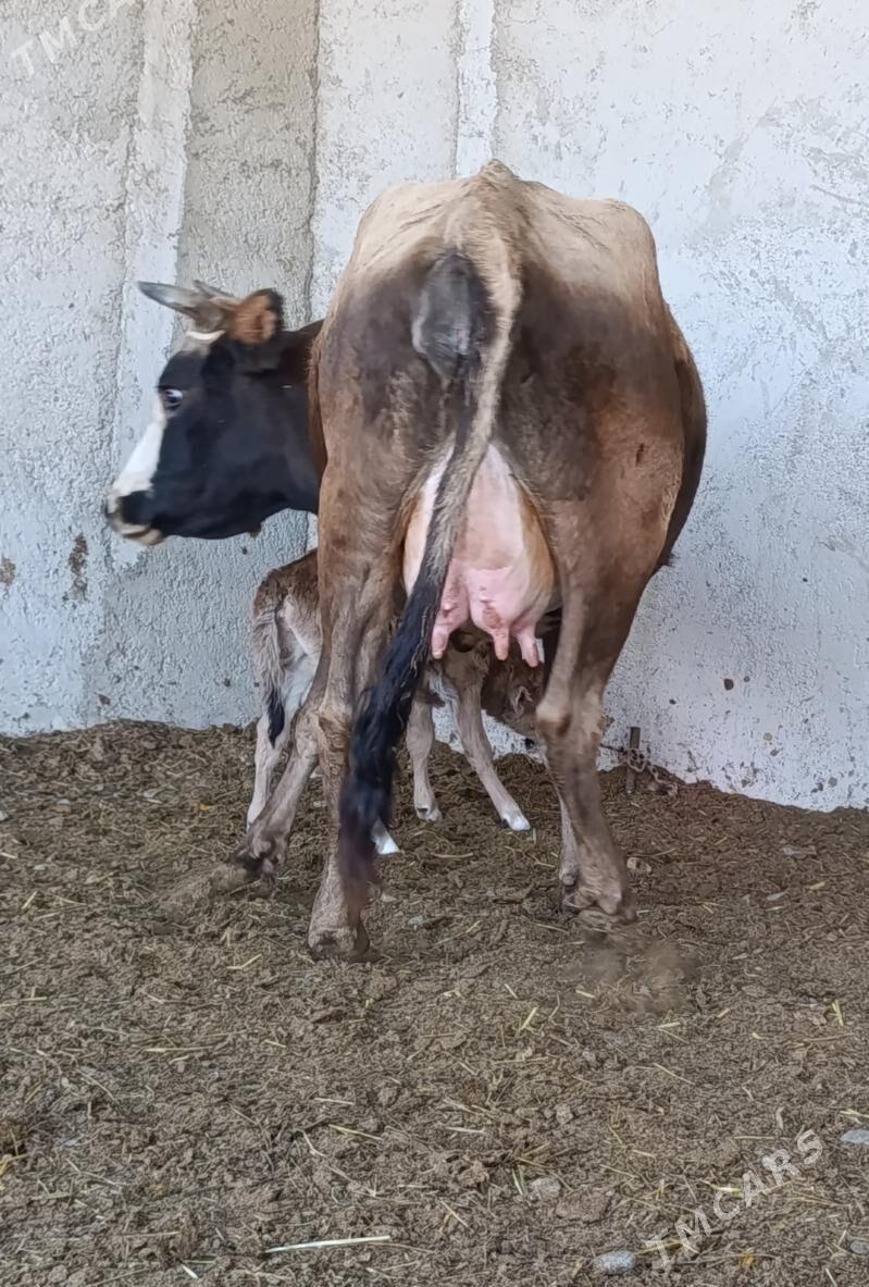 GÖLELİ SYGYR - Gökdepe - img 3