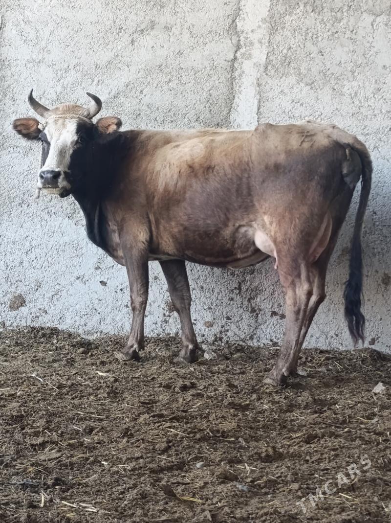 GÖLELİ SYGYR - Gökdepe - img 6