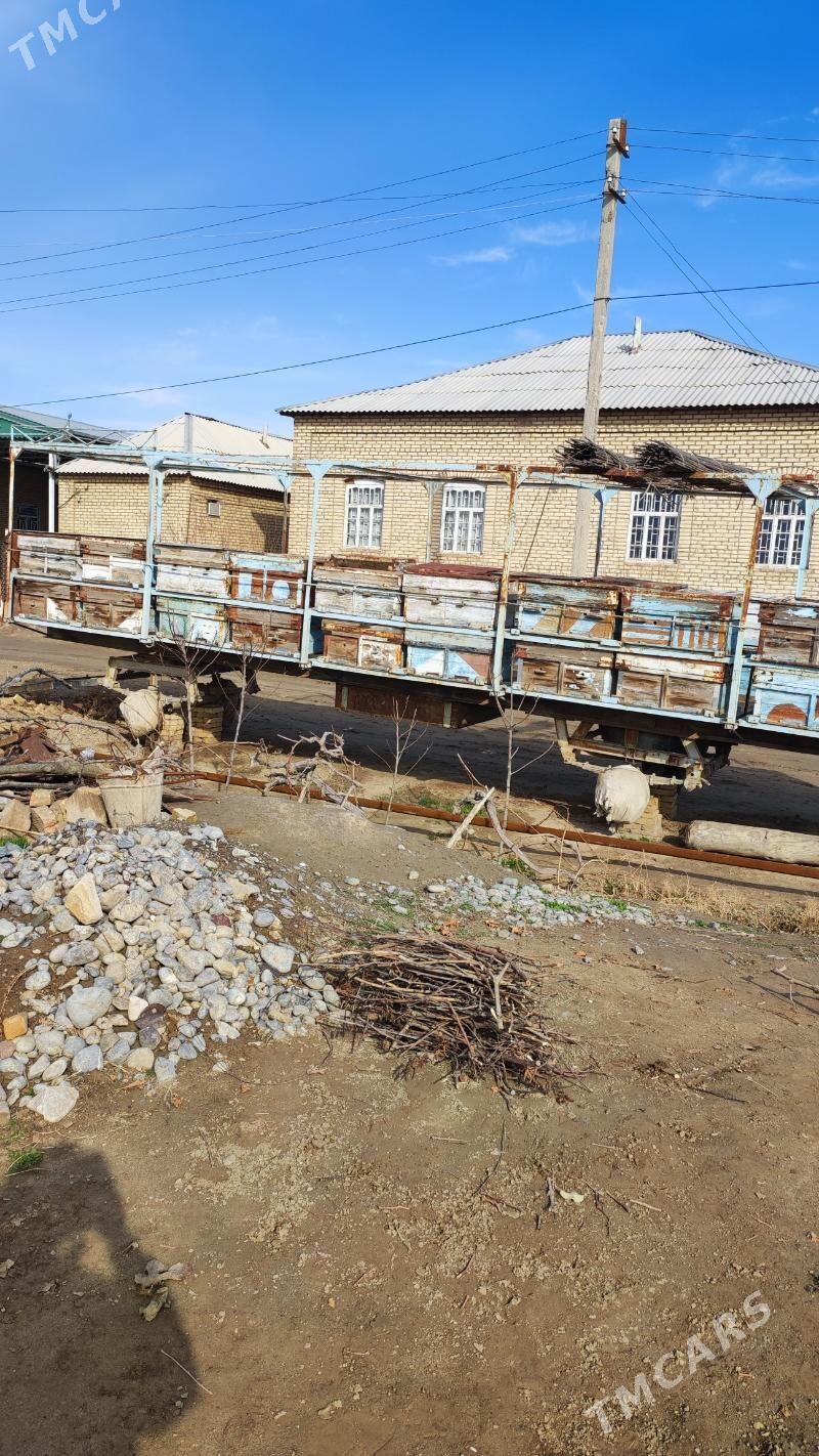 Bal Ary pirsep - Mary - img 4