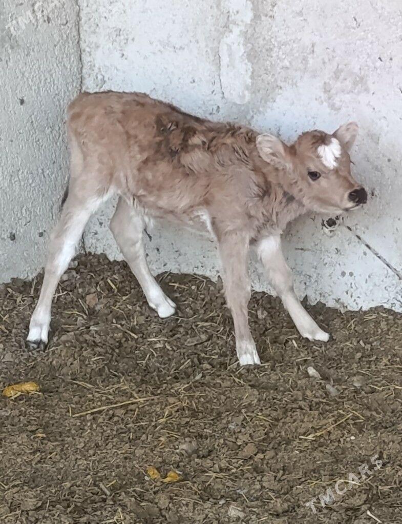 GÖLELİ SYGYR - Gökdepe - img 5