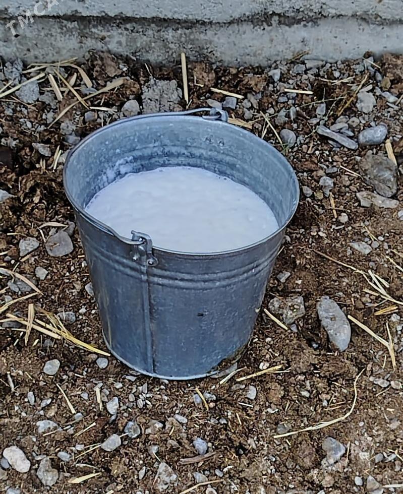 GÖLELİ SYGYR - Gökdepe - img 7