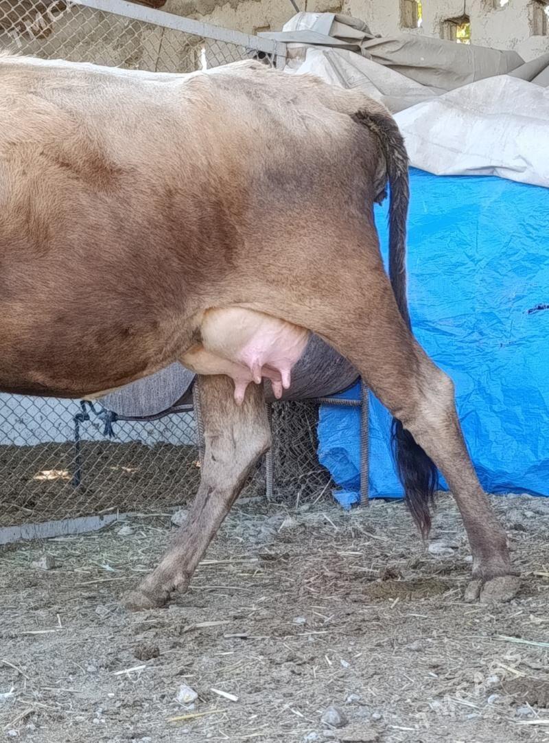 GÖLELİ SYGYR - Gökdepe - img 4