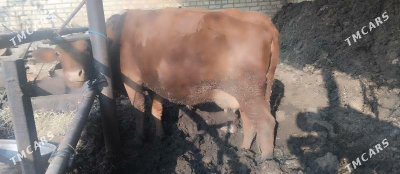 Gysyr sygyr - Çärjew - img 4